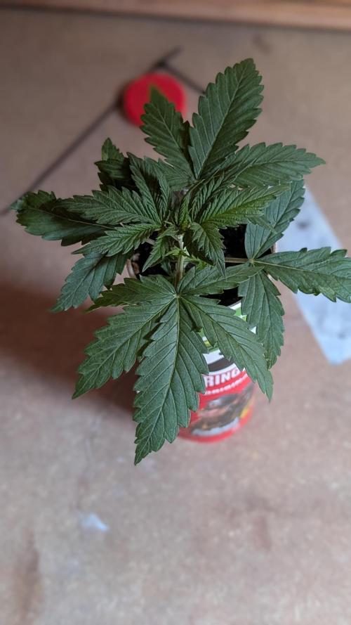 Gelato#33FF meets Pringles. Week 3