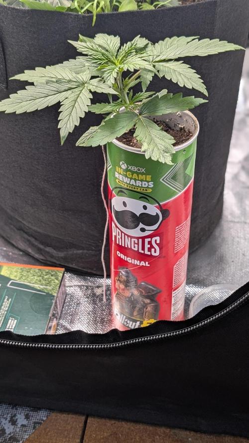 Gelato #33 Fast. Week 3