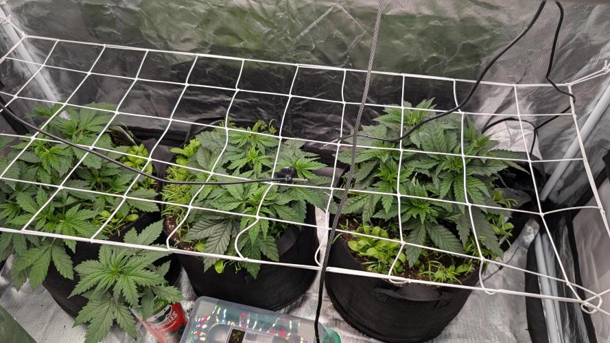 Fast Buds Gary Payton Regular. Week 4 - 8/5