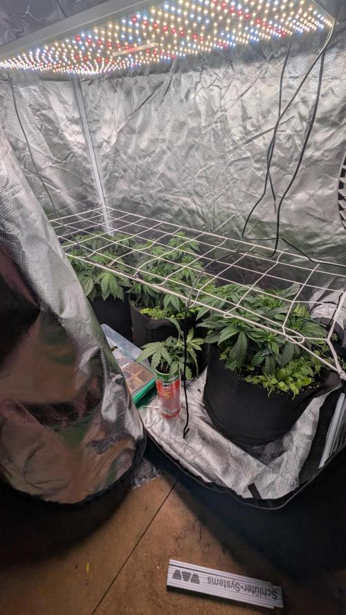 Fast Buds Gary Payton Regular. Week 5 - 5/11 day 35