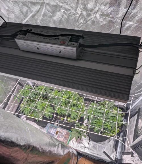 Fast Buds Gary Payton Regular. Week 5