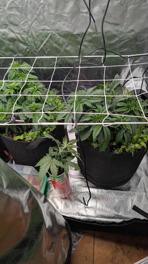 Fast Buds Gary Payton Regular. Week 5