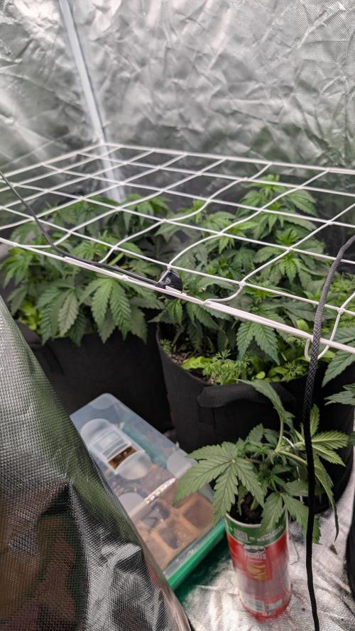 Fast Buds Gary Payton Regular. Week 5