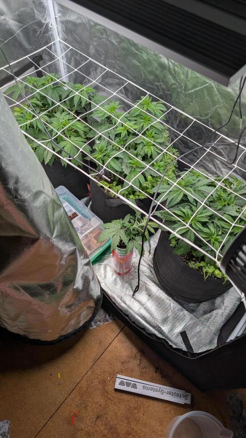 Fast Buds Gary Payton Regular. Week 5