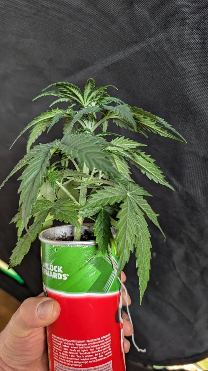 Gelato#33FF meets Pringles. Week 4 - 5/13