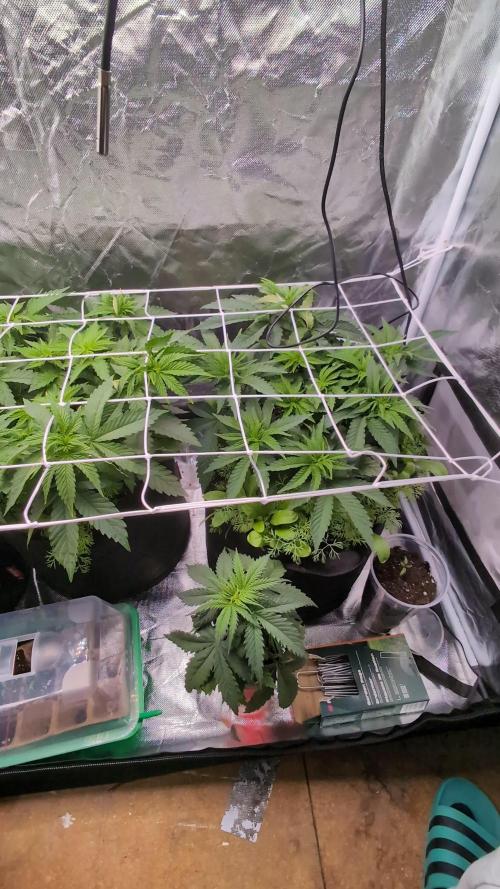 Fast Buds Gary Payton Regular