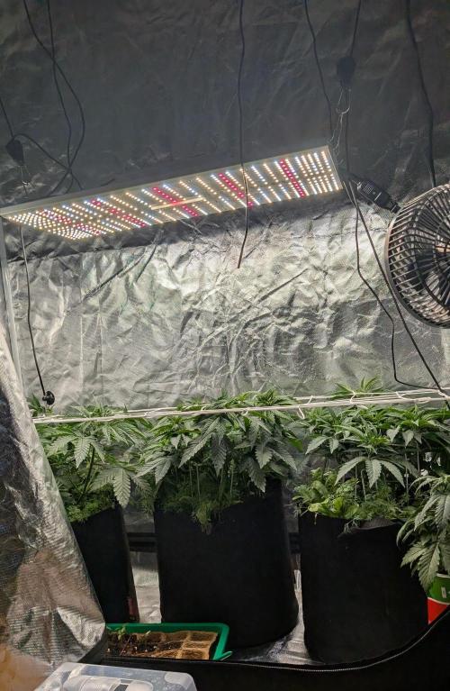 Papayton. Week 6