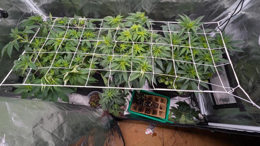Papayton. Week 6