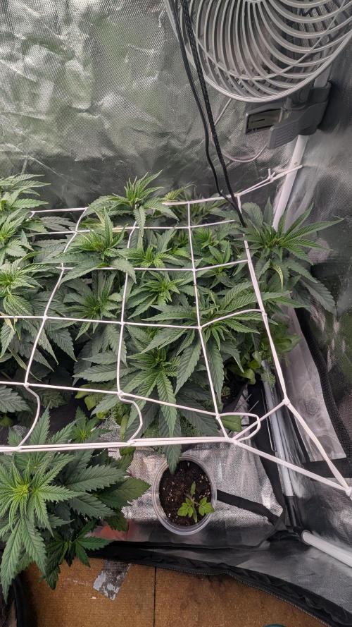 Fast Buds Gary Payton Regular. Week 6 - 5/19