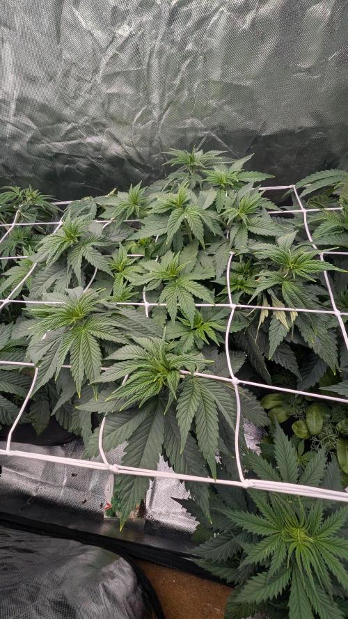 Fast Buds Gary Payton Regular. Week 6