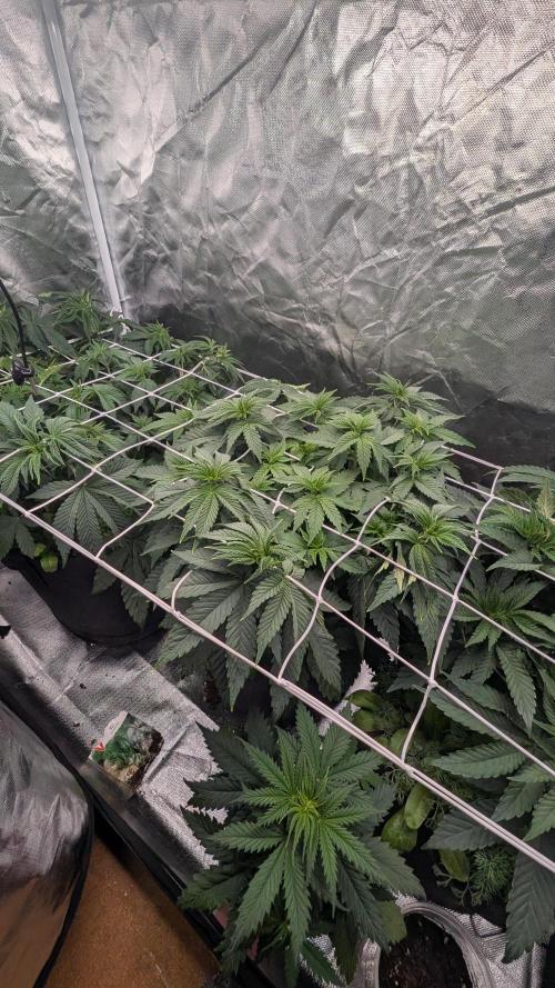 Fast Buds Gary Payton Regular. Week 6