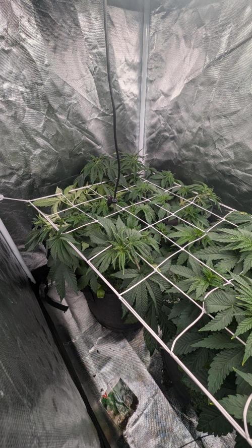 Fast Buds Gary Payton Regular. Week 6