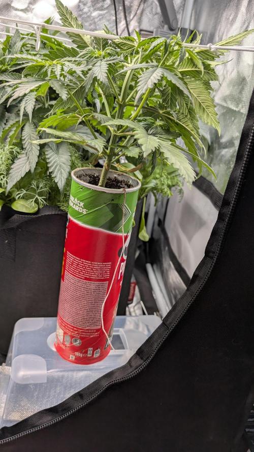 Gelato#33FF meets Pringles. Week 5