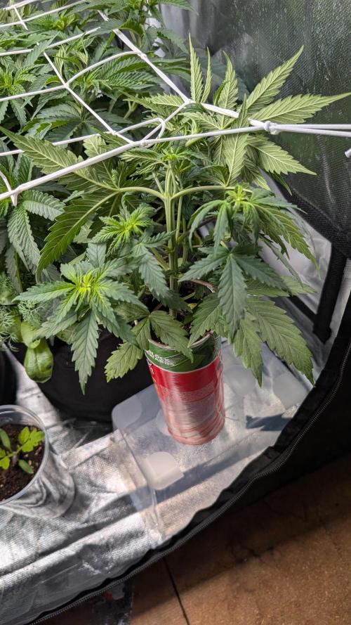 Gelato#33FF meets Pringles. Week 5
