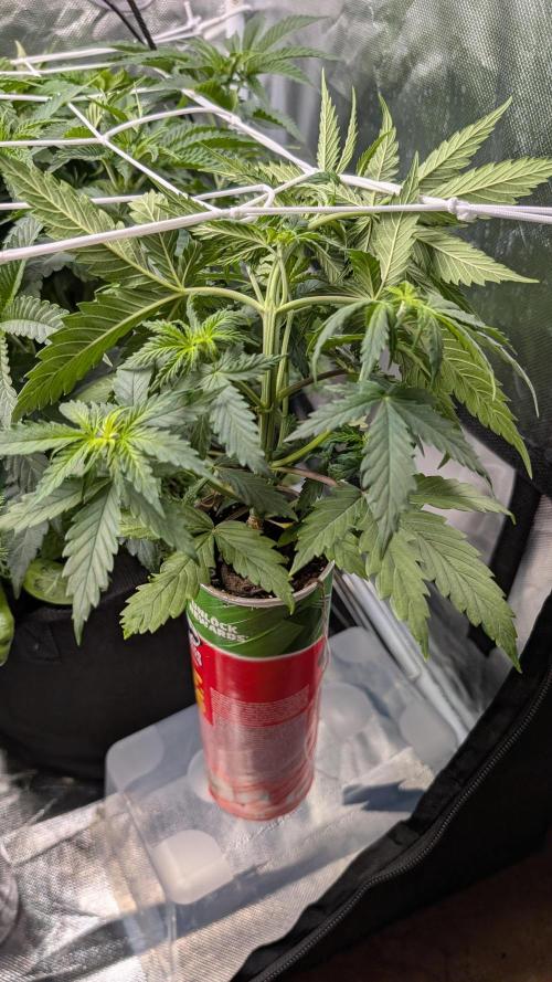 Gelato #33 Fast. Week 5