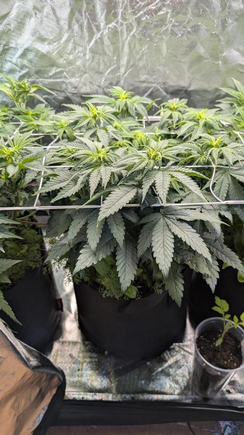 Fast Buds Gary Payton Regular. Week 7