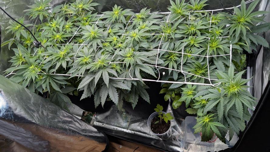 Fast Buds Gary Payton Regular. Week 7