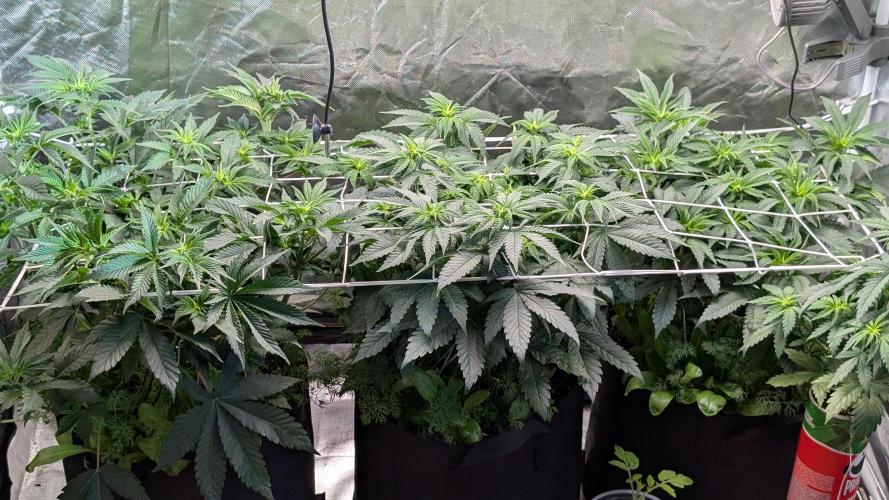 Fast Buds Gary Payton Regular. Week 7