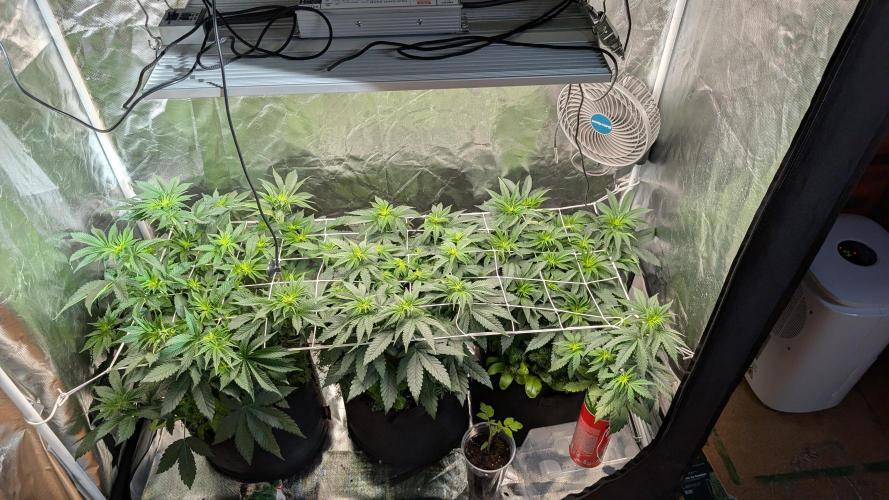 Fast Buds Gary Payton Regular. Week 7