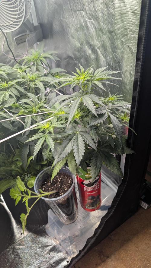 Gelato#33FF meets Pringles. Week 6 - 5/23