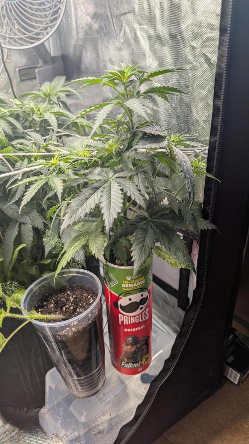 Gelato#33FF meets Pringles. Week 6
