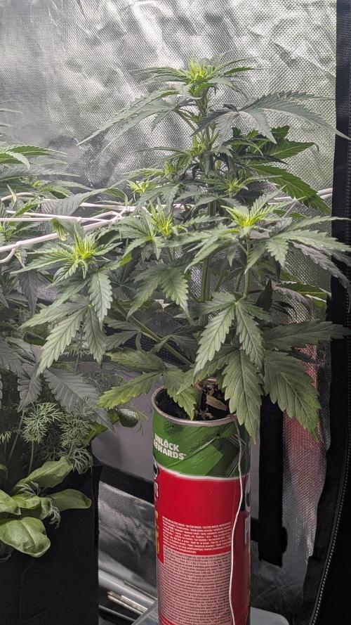 Gelato#33FF meets Pringles. Week 6