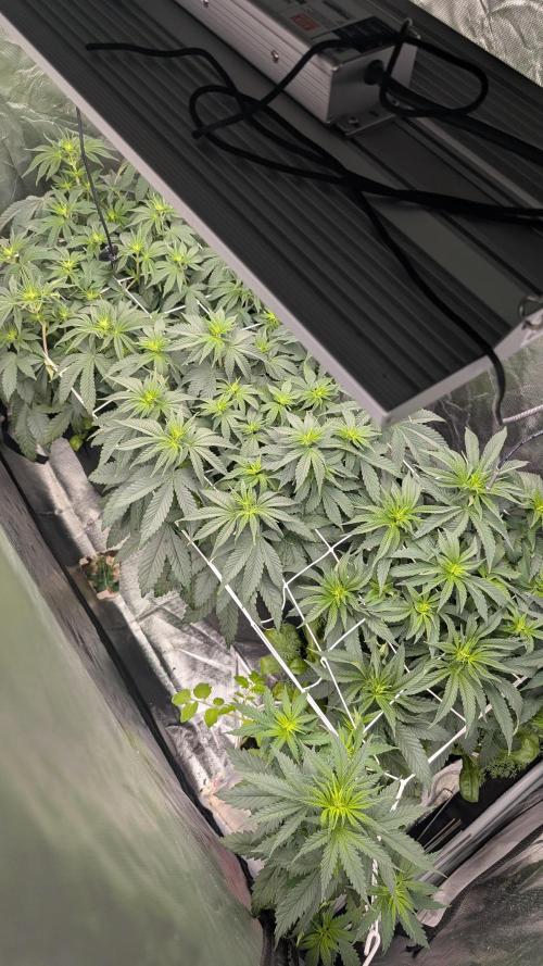 Fast Buds - Papayton by Dr_Green_Thumb87