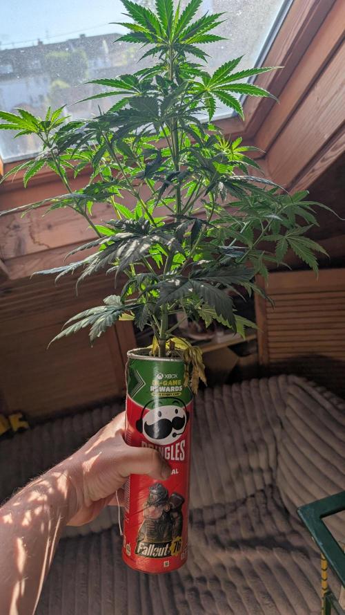 Gelato #33 Fast. Week 6