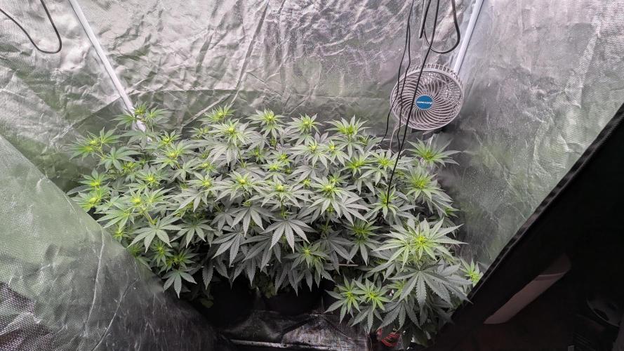 Fast Buds Gary Payton Regular. Week 7