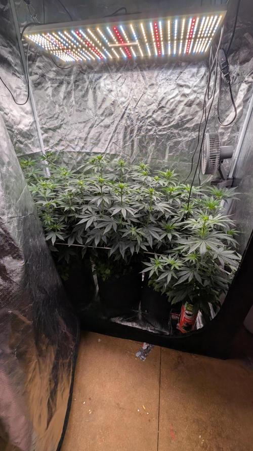Fast Buds Gary Payton Regular. Week 7