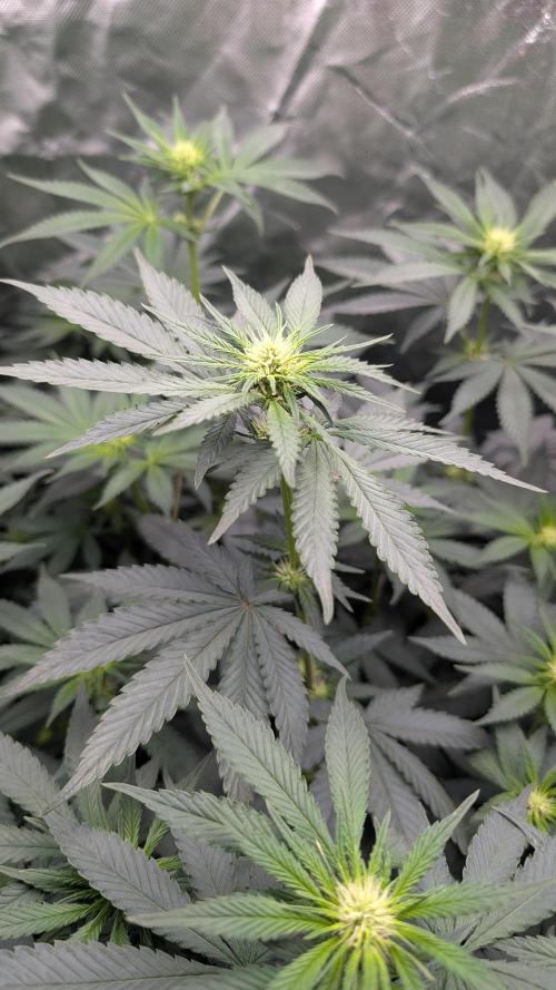 Fast Buds Gary Payton Regular. Week 8