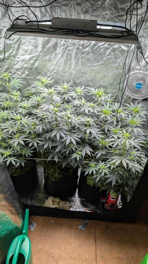 Fast Buds Gary Payton Regular. Week 8