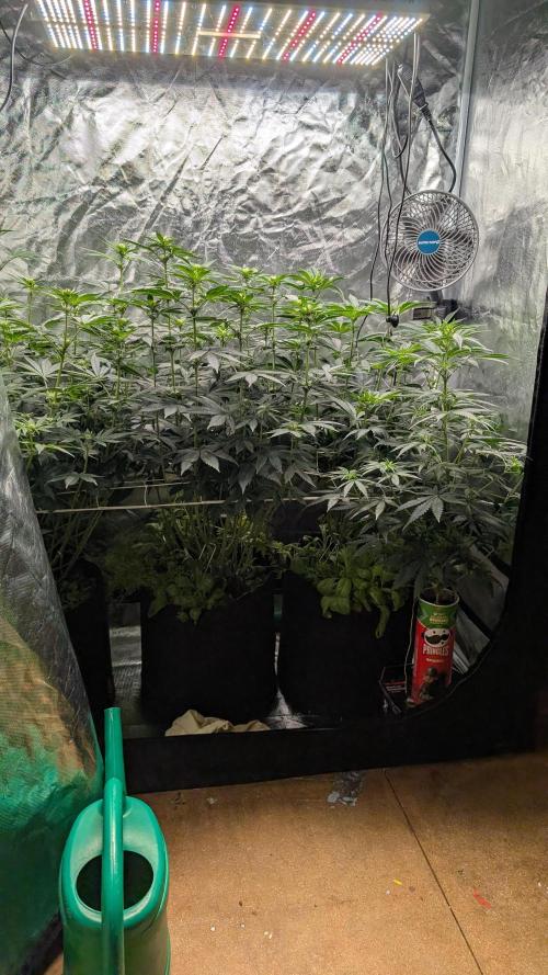 Fast Buds Gary Payton Regular. Week 8