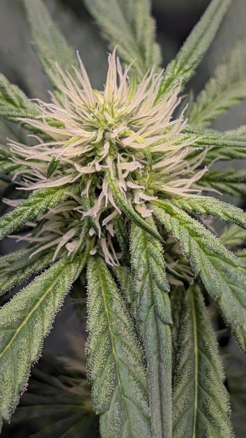Fast Buds Gary Payton Regular. Week 9