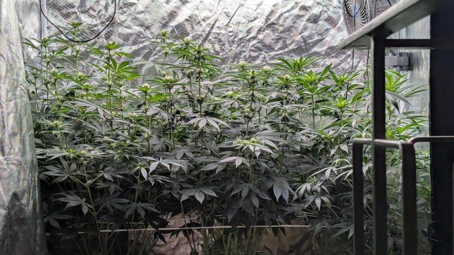 Fast Buds Gary Payton Regular. Week 9
