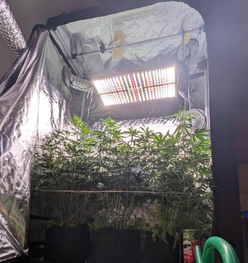 Fast Buds Gary Payton Regular. Week 9