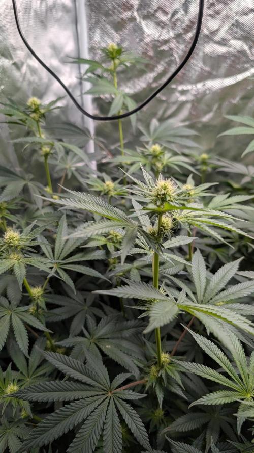 Fast Buds Gary Payton Regular. Week 9