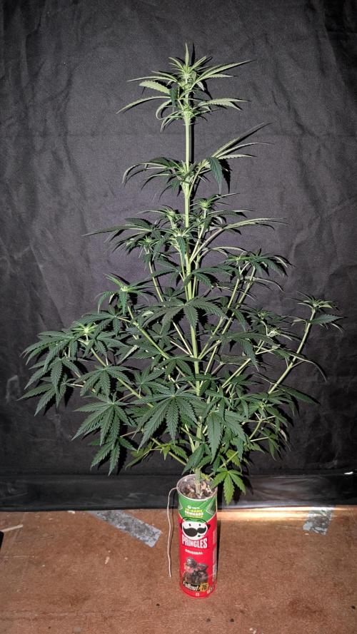 Gelato #33 Fast. Week 7