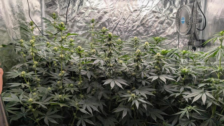Fast Buds Gary Payton Regular. Week 9 - 6/9