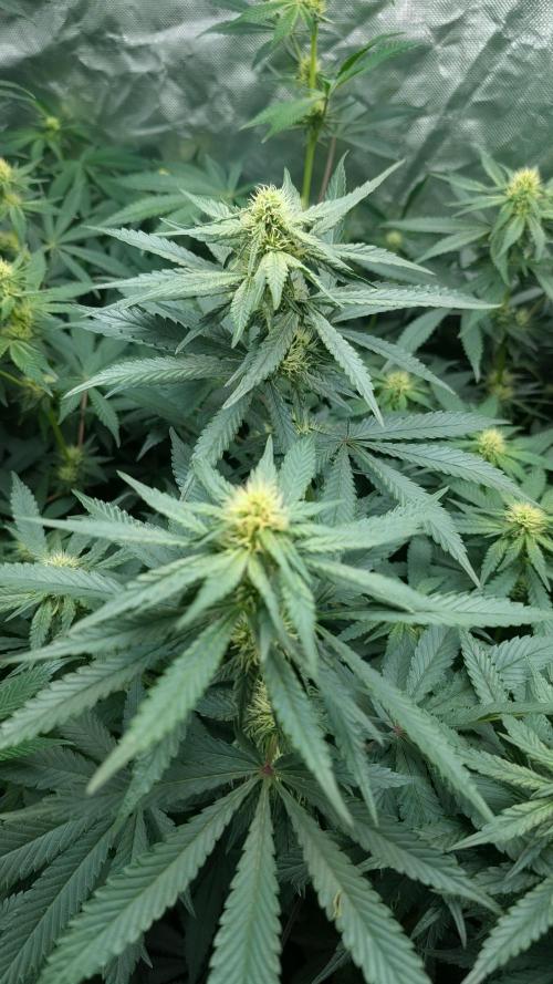 Fast Buds Gary Payton Regular. Week 10