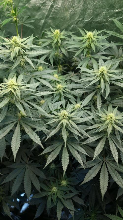 Fast Buds Gary Payton Regular. Week 10