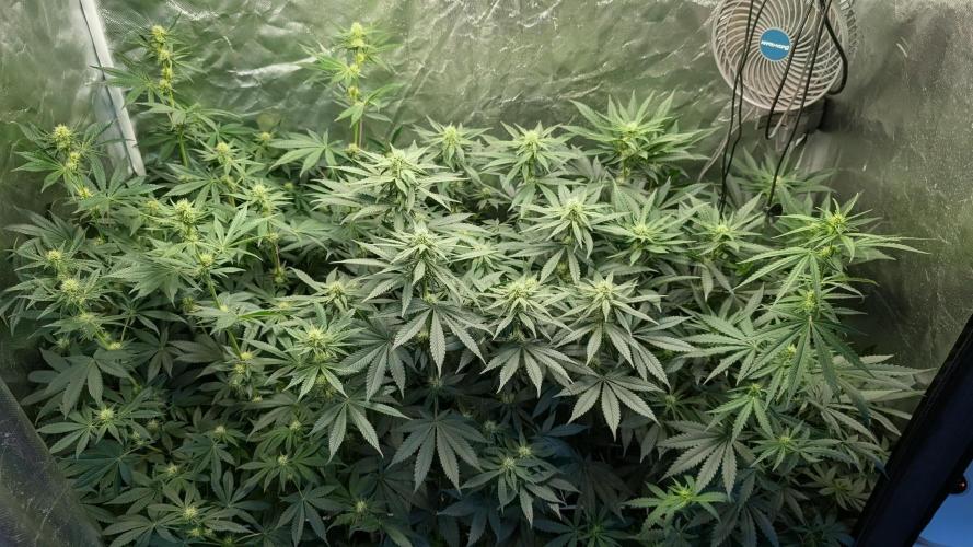 Fast Buds Gary Payton Regular. Week 10