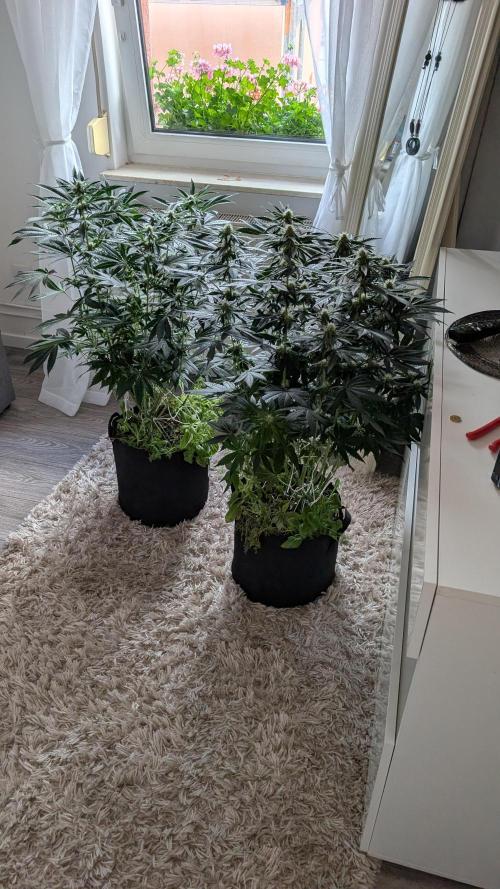 Fast Buds Gary Payton Regular. Week 10