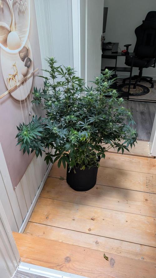Fast Buds Gary Payton Regular. Week 10