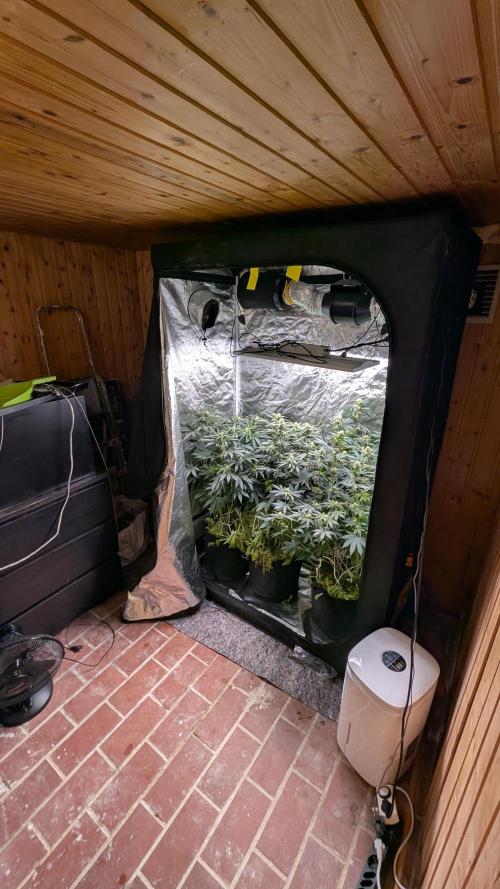 Fast Buds Gary Payton Regular. Week 10 - 6/12