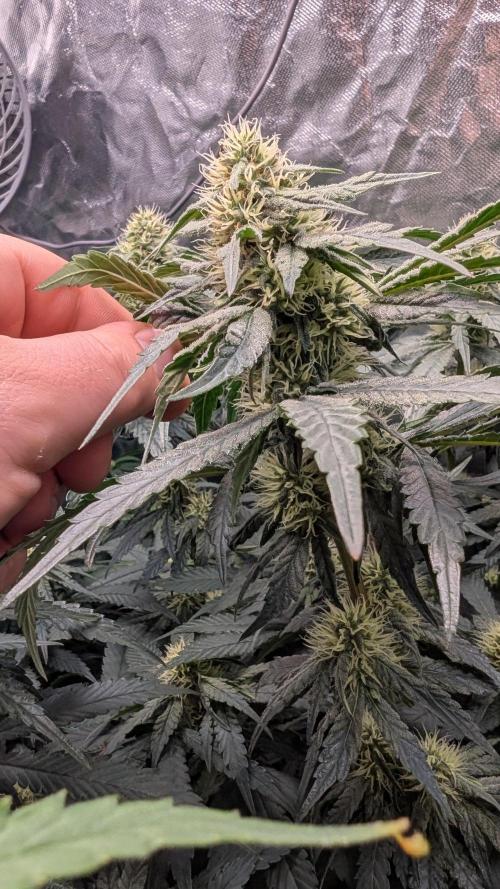 Fast Buds Gary Payton Regular. Week 10 - 6/17