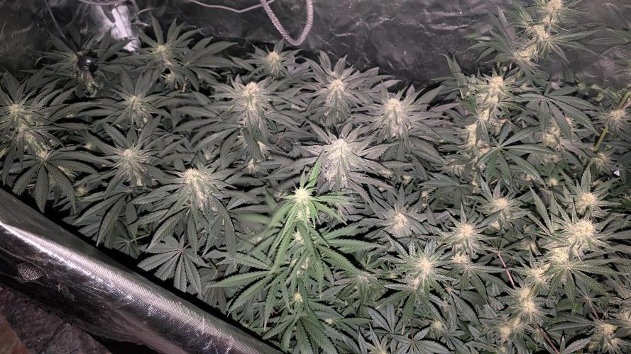 Fast Buds Gary Payton Regular. Week 10 - End week 10