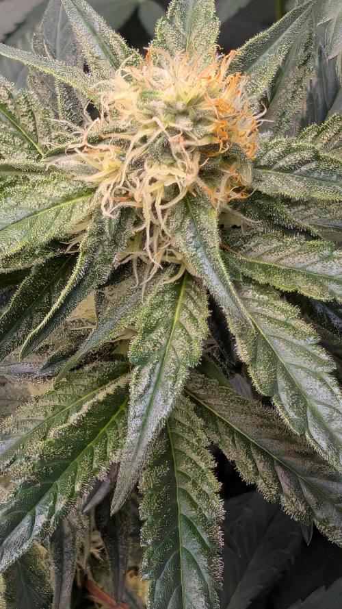 Fast Buds Gary Payton Regular. Week 11