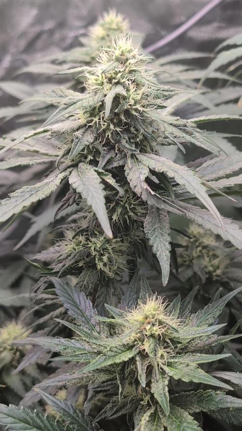 Fast Buds Gary Payton Regular