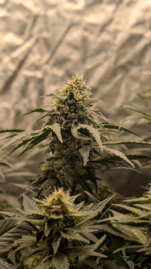 Fast Buds Gary Payton Regular. Week 12 - 6/26 